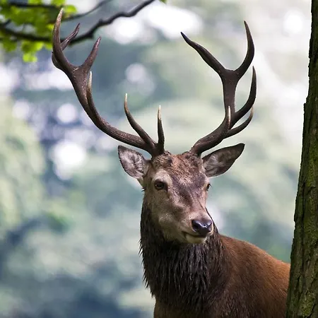 Elan Гостевой дом